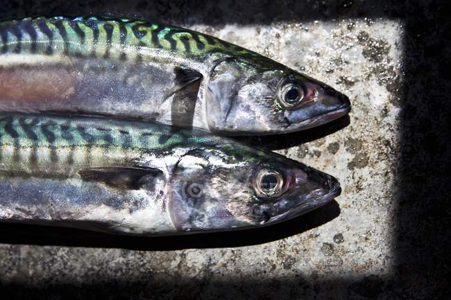 Freshly caught Cornish mackerels — Stock Photo