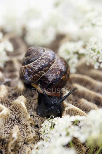 Vista close-up de um caracol com flores de cerefólio de campo — Fotografia de Stock