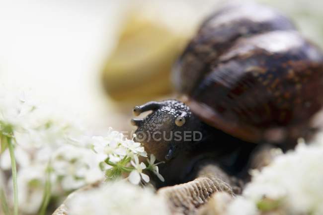Closeup view of one snail crawling near field chervil — Stock Photo
