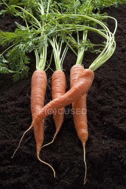 Linha de cenouras frescas — Fotografia de Stock