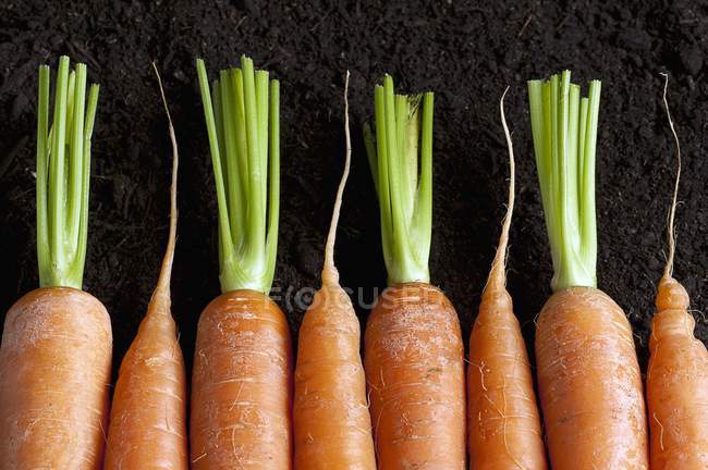 Rangée de carottes fraîches — Photo de stock