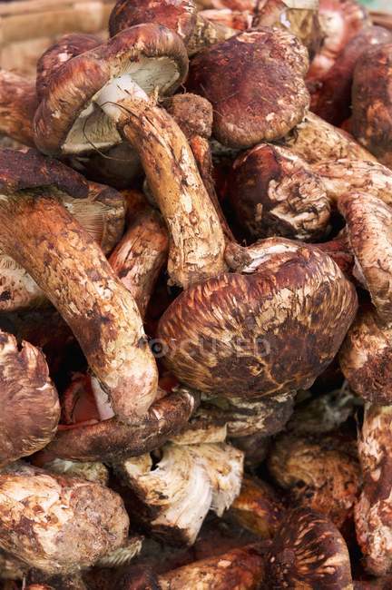 Свіжі підібрані гриби мацутаке — стокове фото