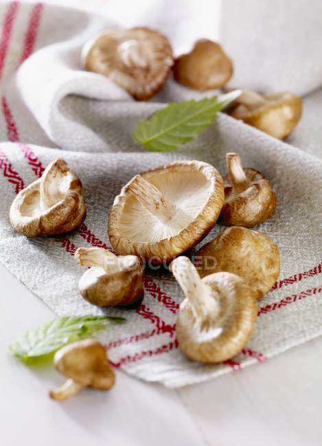 Fresh Shiitake mushrooms — Stock Photo