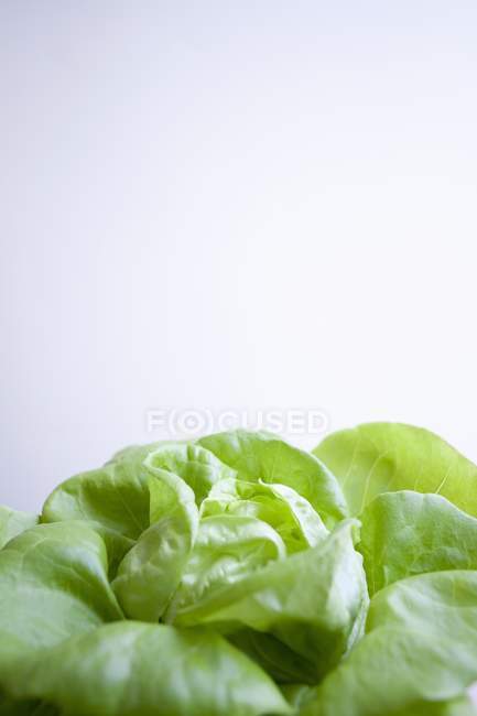 Alface verde fresca — Fotografia de Stock