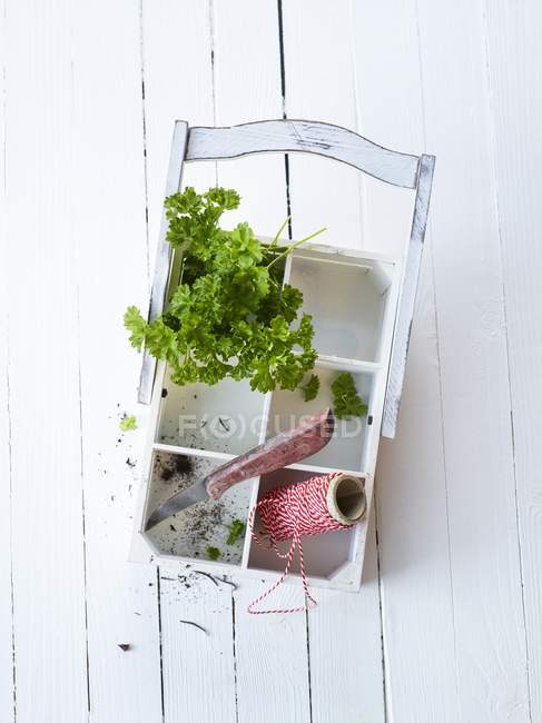 Fresh parsley with kitchen twine — Stock Photo
