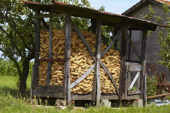 Una cabaña para almacenar mazorcas de maíz en Francia - foto de stock