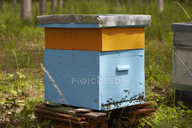 Vista diurna de una antigua colmena con abejas - foto de stock