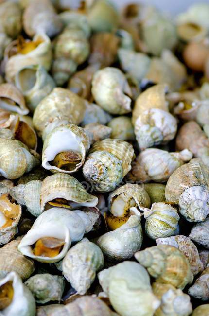 Closeup view of raw whelks heap — Stock Photo