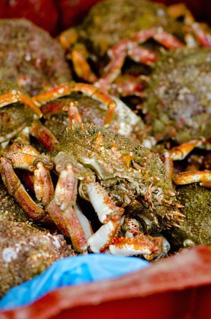 Closeup view of spider crabs heap — Stock Photo