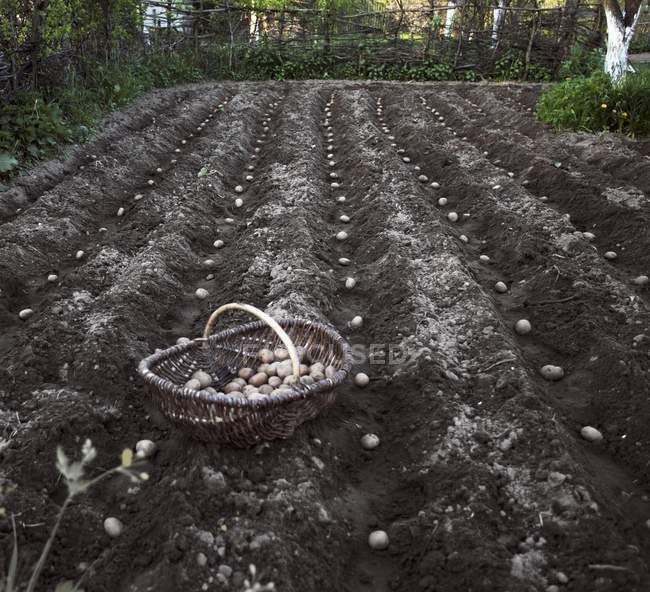 Pommes de terre de semence dans un champ et panier de paille à l'extérieur pendant la journée — Photo de stock