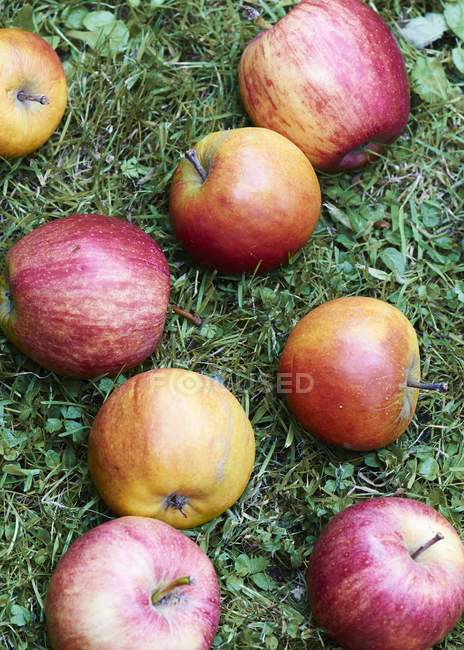 Fresh red apples — Stock Photo