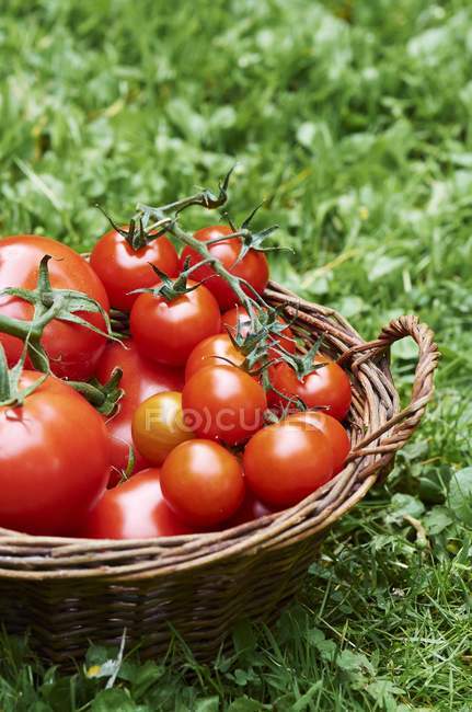 Panier de tomates fraîches — Photo de stock