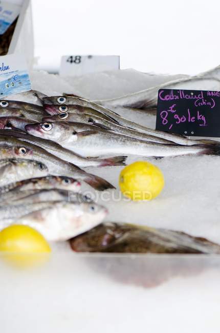 Morues crues poissons — Photo de stock