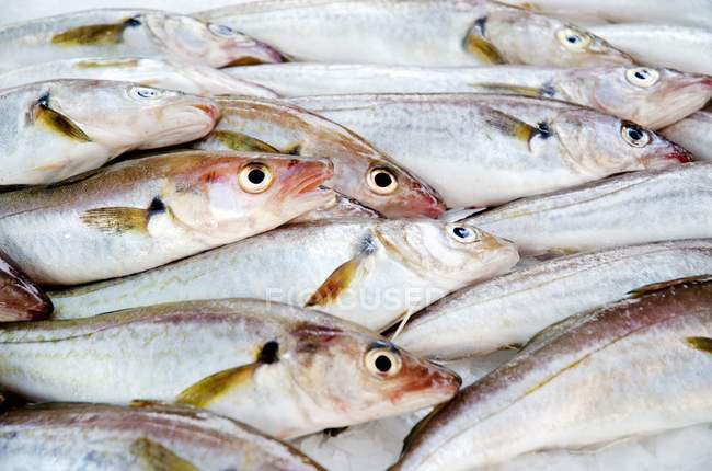 Fresh Whiting fish in — Stock Photo