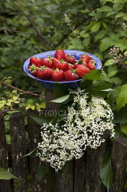 Fresh organic strawberries — Stock Photo