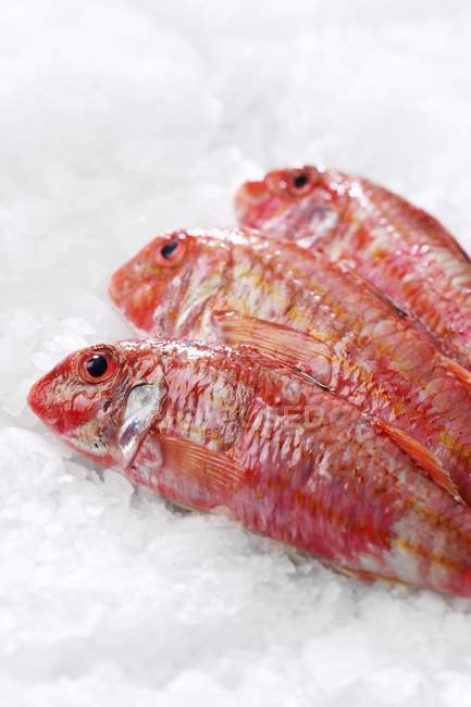 Raw Red mullets on ice — Stock Photo