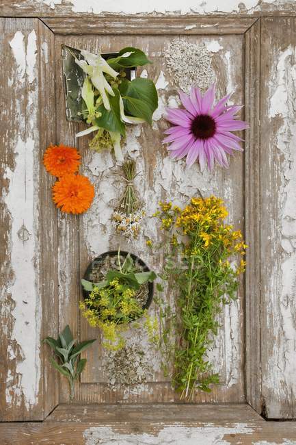 Arranjo de várias ervas medicinais frescas e secas sobre a superfície de madeira — Fotografia de Stock