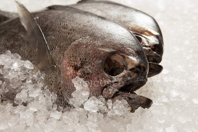 Mönchsfisch auf Eis — Stockfoto
