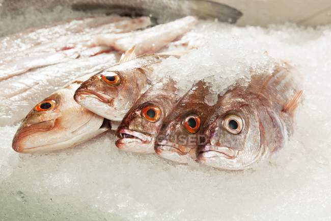 Fresh red mullets on ice — Stock Photo