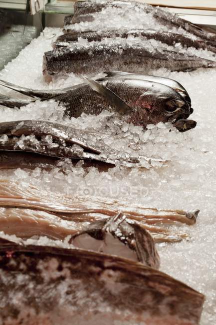 Fresh fishes on ice — Stock Photo