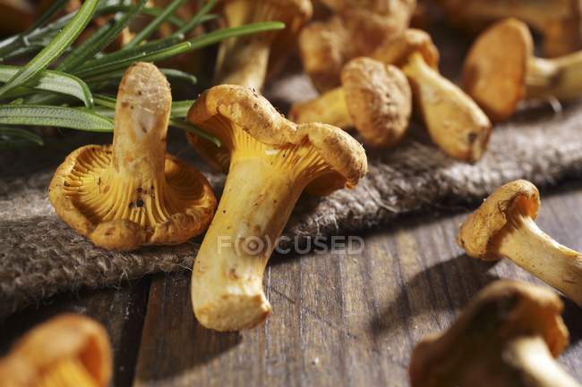 Cogumelos chanterelle frescos — Fotografia de Stock