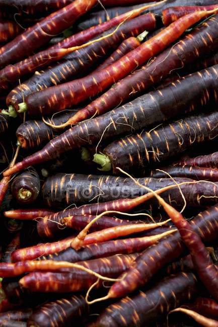 Fresh Primaeval carrots — Stock Photo