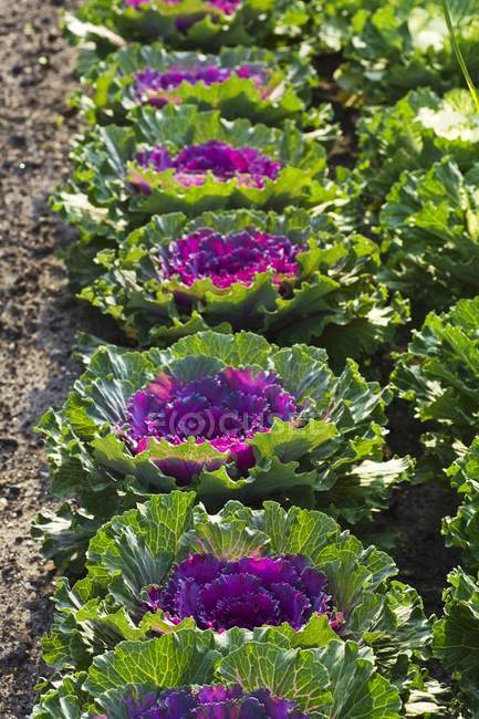 Ornamental cabbages growing in field — Stock Photo