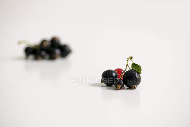 Bunches Blackcurrants with redcurrant — Stock Photo