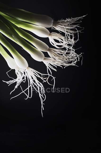 Back-lit spring onions — Stock Photo