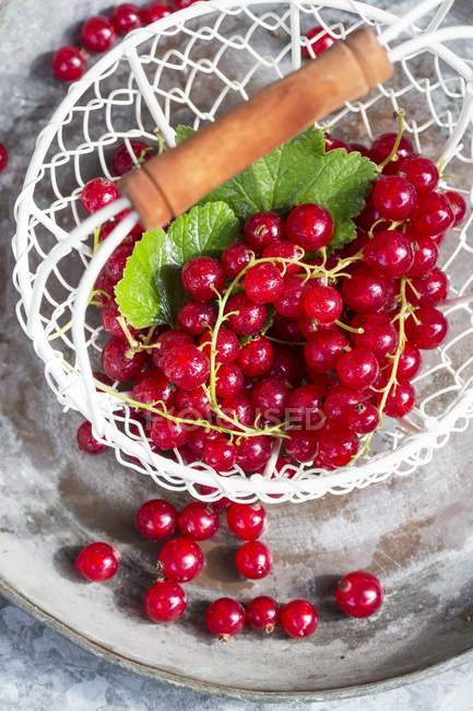 Basket of ripe redcurrants — Stock Photo