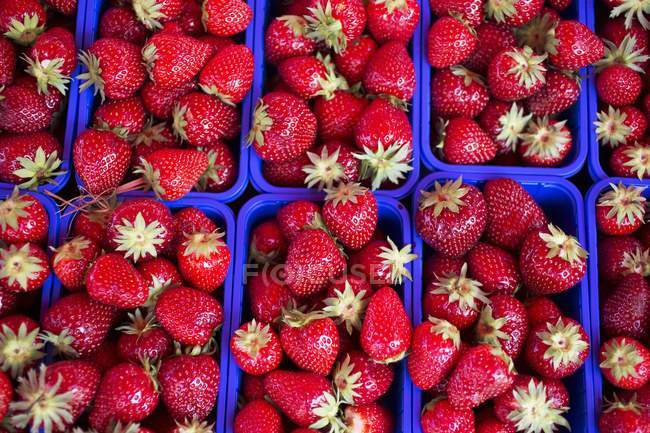 Strawberries in blue plastic punnets — Stock Photo