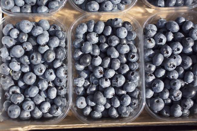 Blueberries in plastic punnets — Stock Photo
