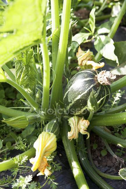 Eine Zucchini und eine Blume auf einer Pflanze im Freien — Stockfoto