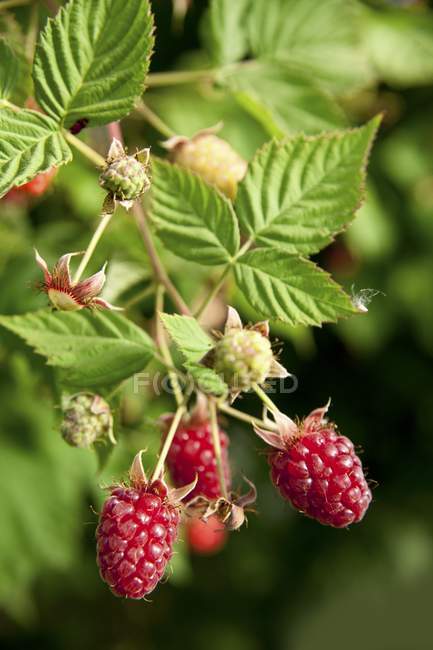 Closeup view of ripe loganberries on a bush — Stock Photo