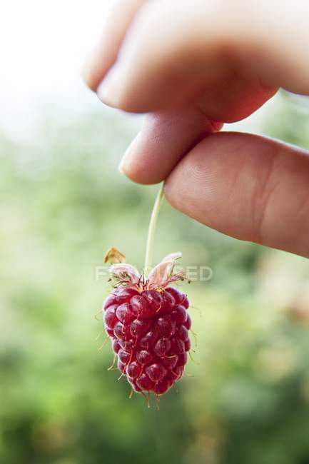 Hand holding raspberry — Stock Photo