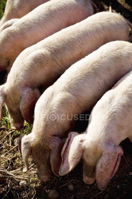 Vista elevada diurna de comer fila de cerdos - foto de stock