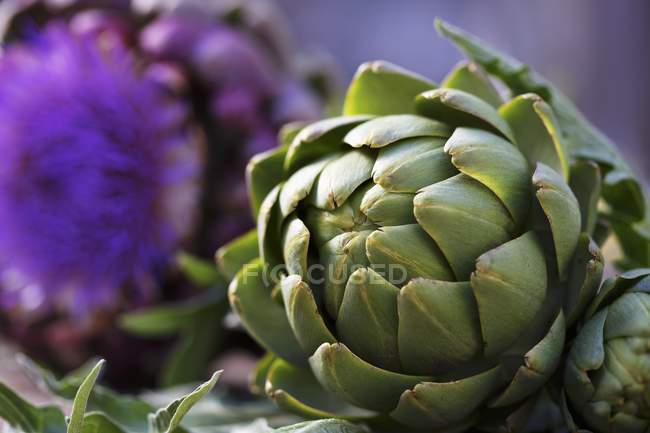 Alcachofas frescas con flor - foto de stock