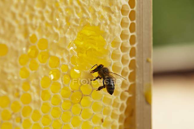 Bee sitting on honeycomb — Stock Photo