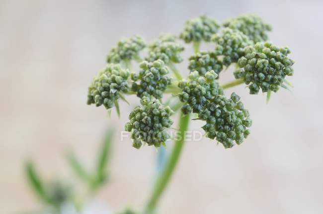 Closeup view of green Lovage with blossoms — Stock Photo