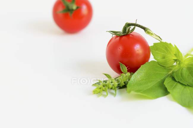 Tomates maduros e manjericão fresco — Fotografia de Stock