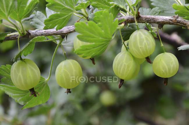 Gooseberries growing on bush — Stock Photo