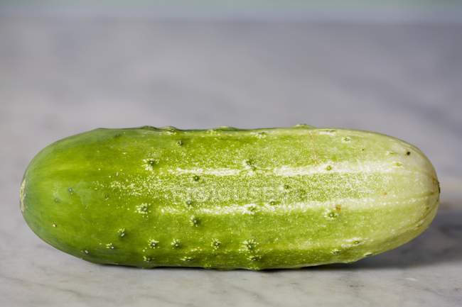 Fresh gherkin for pickling — Stock Photo