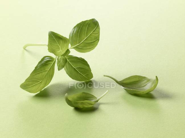 Fresh basil leaves — Stock Photo