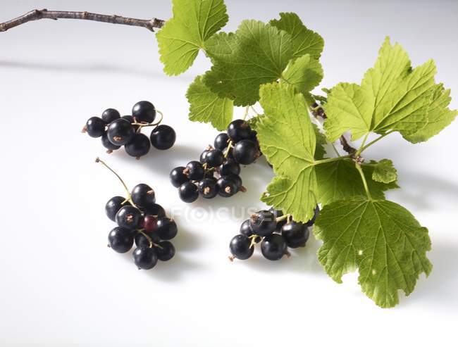 Blackcurrants with twig and leaves — Stock Photo