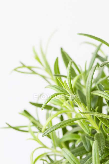 Fresh green rosemary — Stock Photo