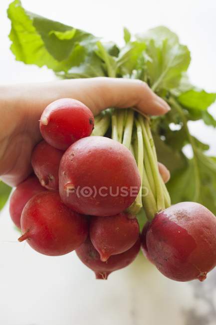 Hand holding bunch of radishes — Stock Photo