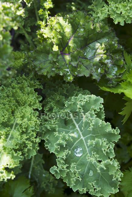 Green kale growing in field — Stock Photo