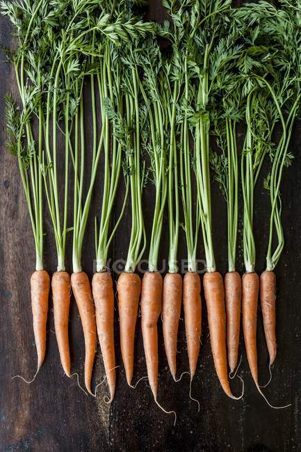 Fila de zanahorias frescas - foto de stock