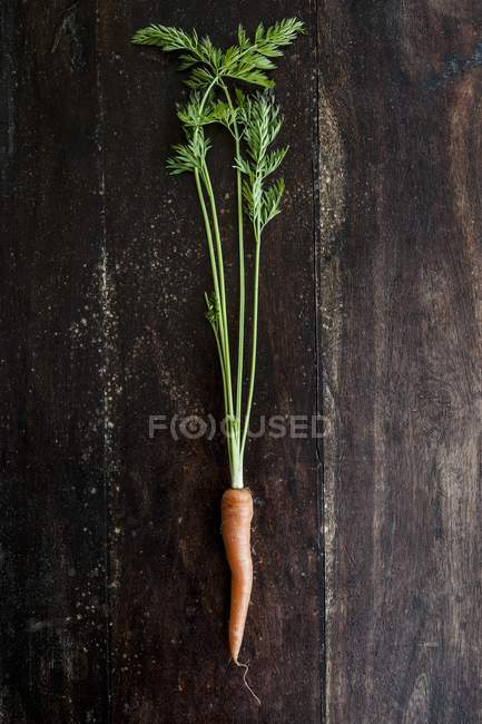 Zanahoria fresca recogida - foto de stock