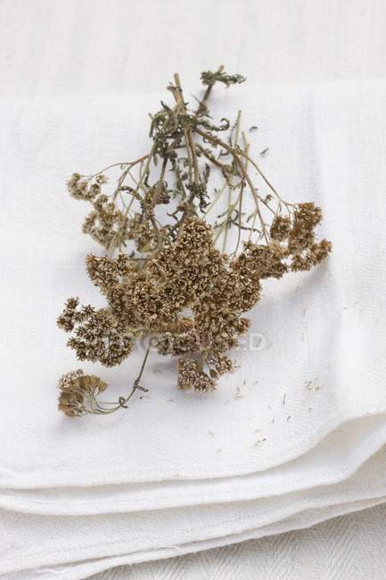 Elevated view of dried yarrow on a white linen cloth — Stock Photo